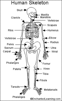 Skeleton - Your Amazing Body