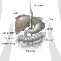 Liver - Your Amazing Body